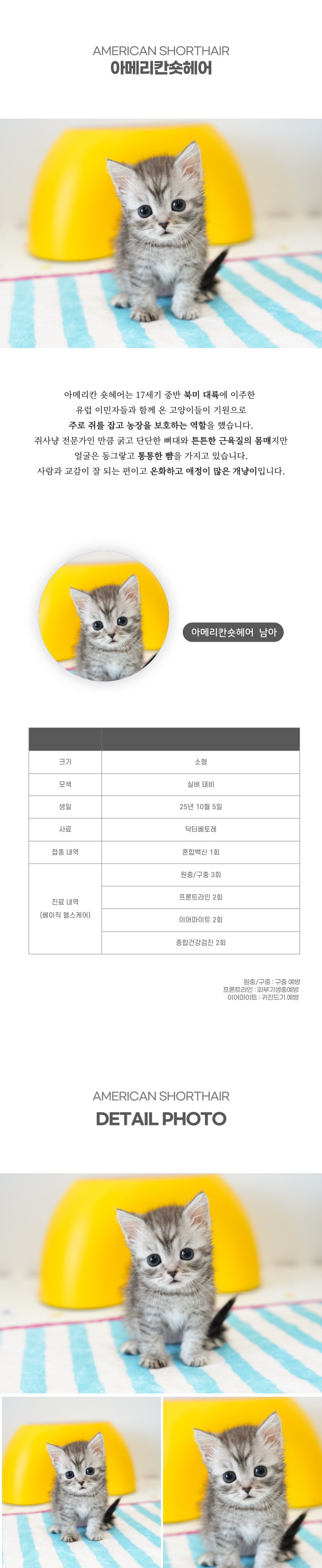 아메리칸숏헤어_상세이미지_2